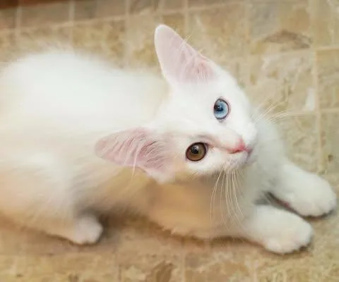 Mochi & Meringue thumbnail 2