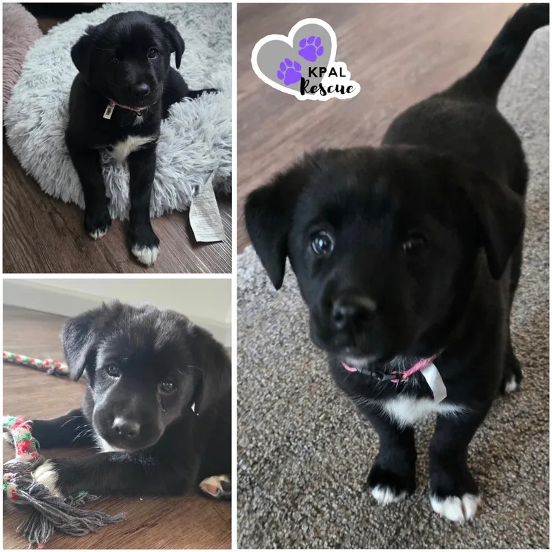 A baby large-sized female Tricolor (Brown, Black, & White) Mixed Breed dog named Posh Spice  Spice for adoption in Kenai, AK