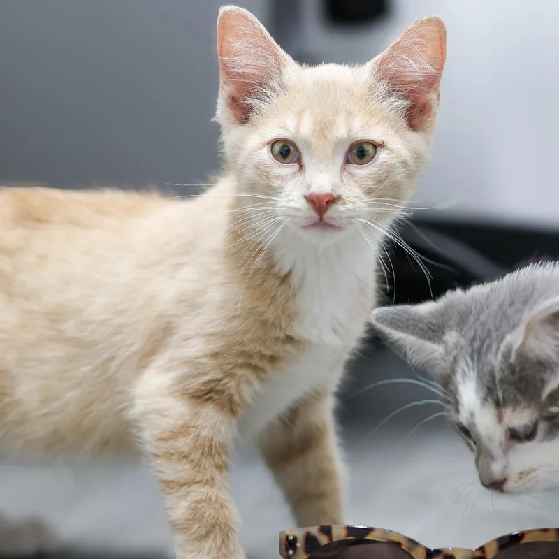 A young small-sized male Domestic Short Hair cat named Cat Cafe Tito for adoption in Topeka, KS
