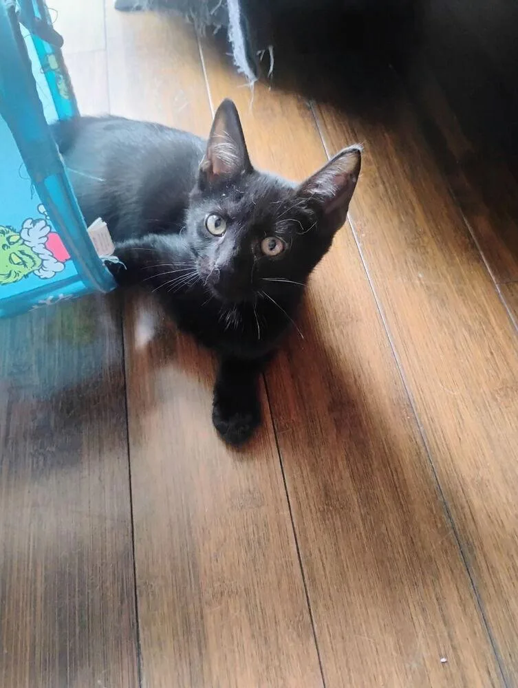 Leroy Brown thumbnail 2