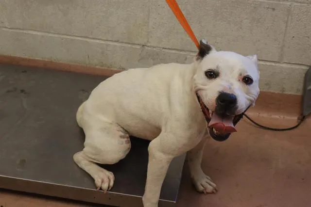 A young medium-sized female Mixed Breed dog named Peach for adoption in Columbia, SC