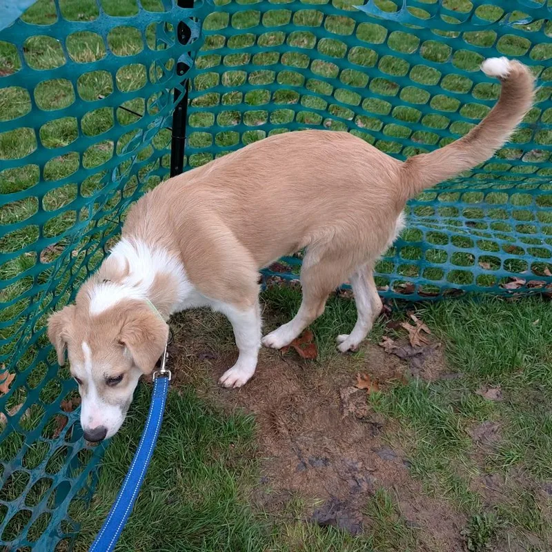 Captain Morgan thumbnail 2