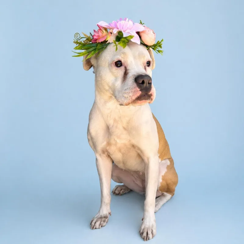 Daisy Mae