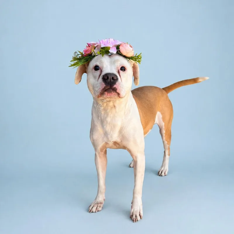 Daisy Mae thumbnail 3