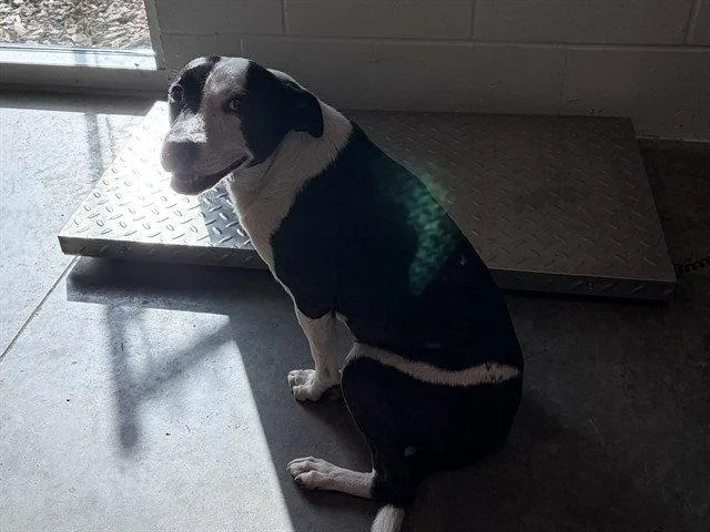 An adult medium-sized female Border Collie dog named Tahiti for adoption in Tavares, FL