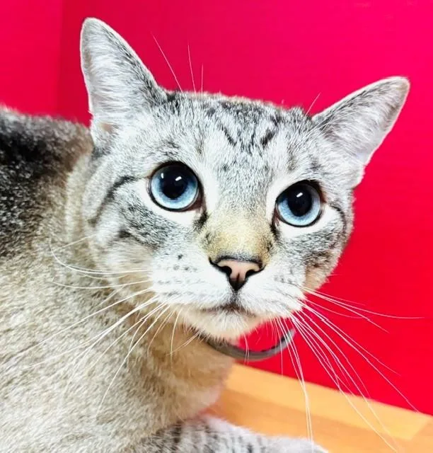 An adult medium-sized male Siamese cat named Cheeky for adoption in Hawk Point, MO