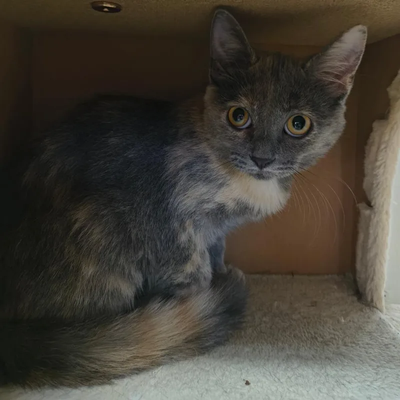 A baby small-sized female Gray / Blue / Silver Domestic Short Hair cat named Roary for adoption in Laredo, TX