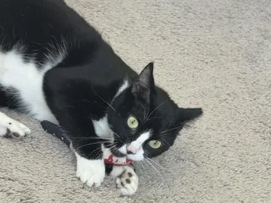 A young medium-sized female Black & White / Tuxedo Domestic Short Hair cat named Sonic for adoption in Liverpool, TX
