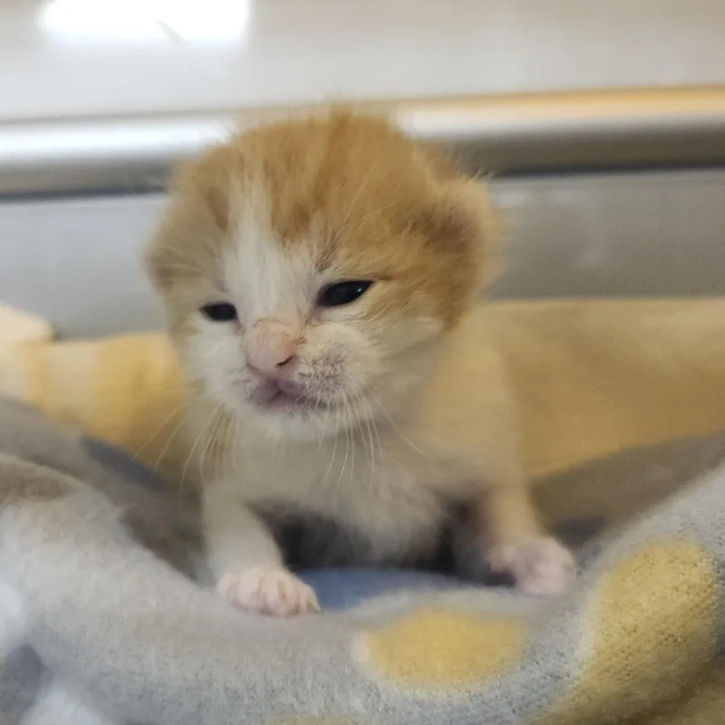 A baby small-sized female Orange / Red Domestic Short Hair cat named Maxine for adoption in Clearwater, FL