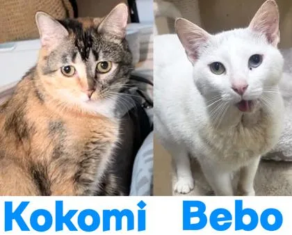 An adult medium-sized male Domestic Short Hair cat named Bebo for adoption in Encinitas, CA