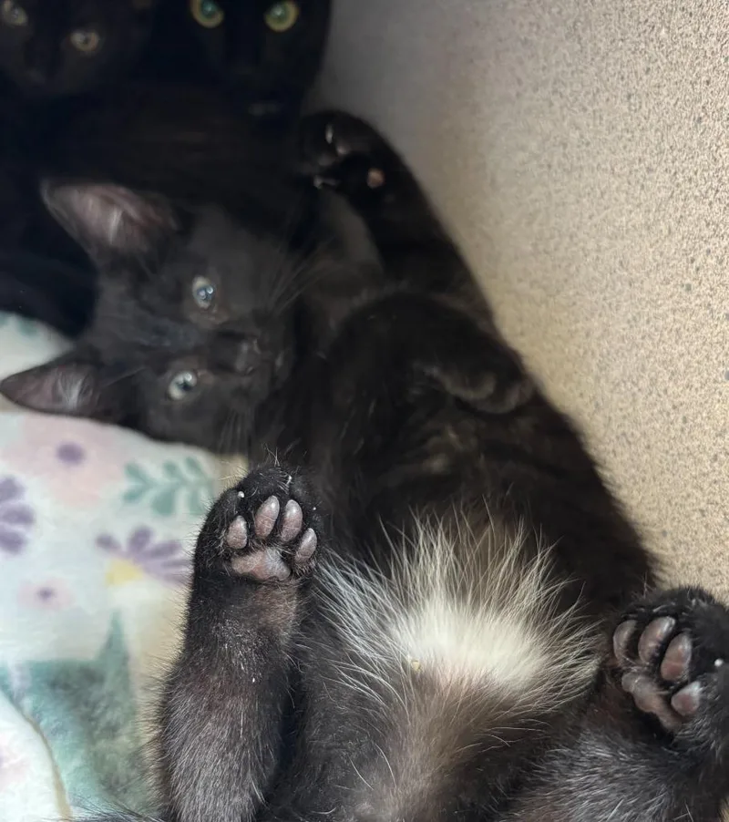 A baby small-sized female Domestic Short Hair cat named Ramona Flowers for adoption in Liverpool, NY