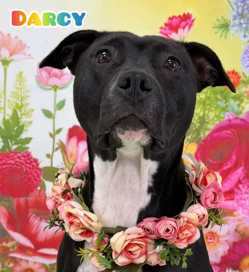 An adult medium-sized female Black Mixed Breed dog named Darcy for adoption in Flint, MI