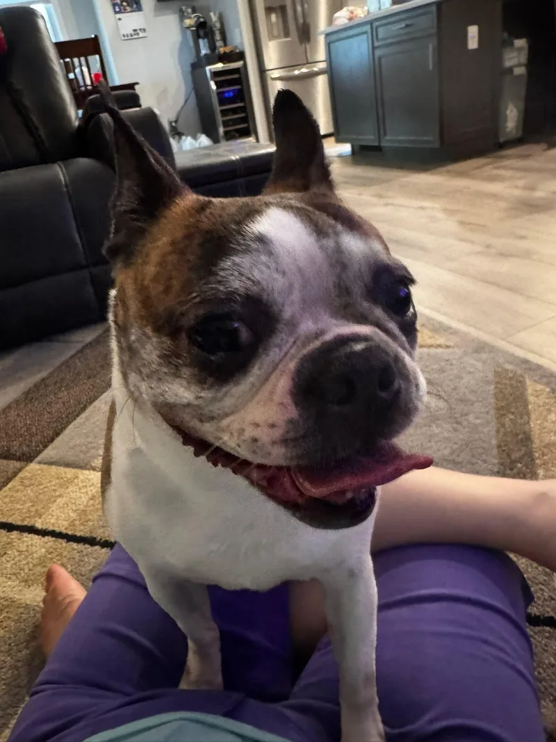 An adult small-sized female White / Cream Boston Terrier dog named JoJo in IA for adoption in Elkhorn, NE