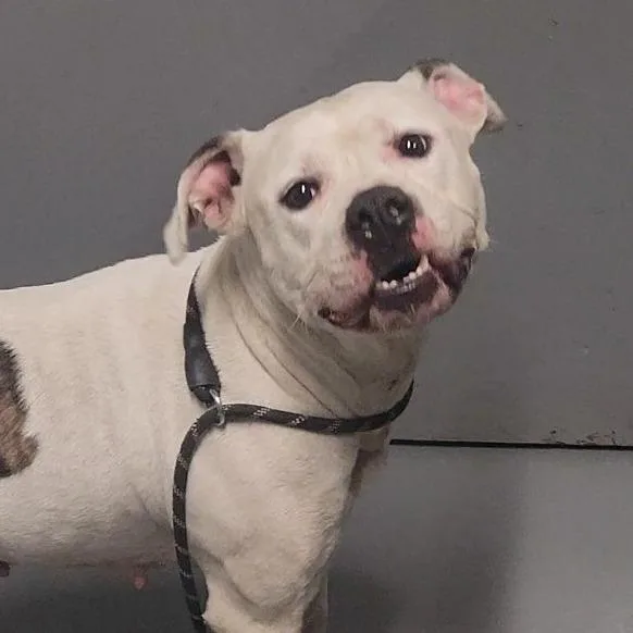 An adult medium-sized female White / Cream Mixed Breed dog named Myka for adoption in Edwardsville, IL