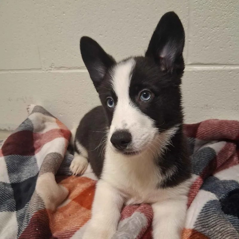 A baby small-sized male Black Cardigan Welsh Corgi dog named Grumpy for adoption in Beaumont, TX