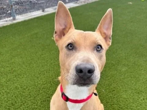 A young medium-sized male Pit Bull Terrier dog named Yonex for adoption in Auburn, CA