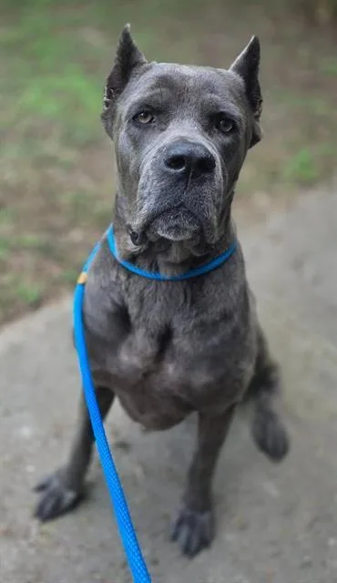 An adult extra large-sized male Mixed Breed dog named Otis for adoption in Columbia, SC