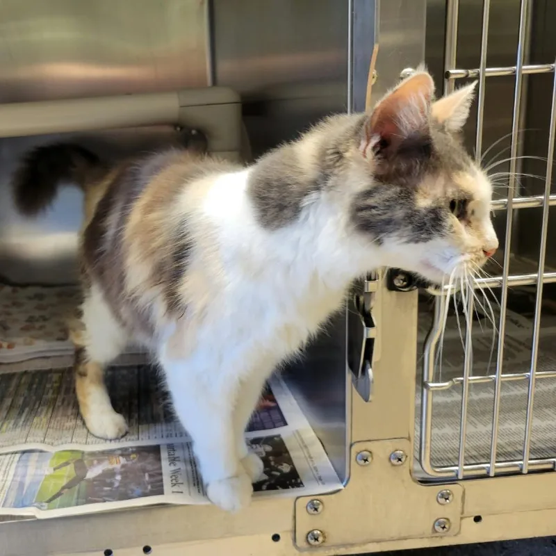 A senior medium-sized female Calico Domestic Medium Hair cat named LoveaLot Bear for adoption in Columbia, MO