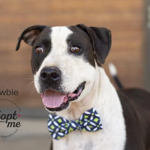 A senior large-sized male Black American Staffordshire Terrier dog named Newbie for adoption in Bakersfield, CA