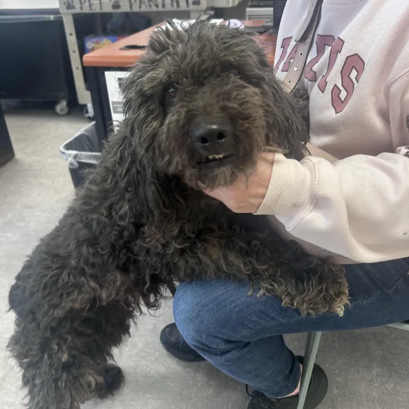 An adult medium-sized male Black Mixed Breed dog named Derby for adoption in Philadelphia, PA