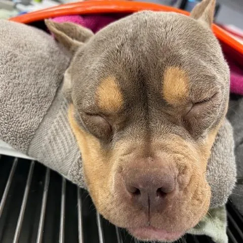 An adult medium-sized female Gray / Blue / Silver Pit Bull Terrier dog named Maeve for adoption in Northbrook, IL