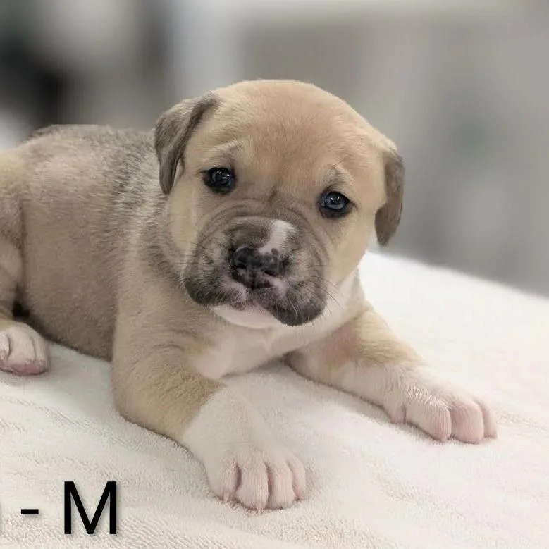 A baby large-sized male Yellow / Tan / Blond / Fawn Great Pyrenees dog named Ralphie for adoption in Griswold, CT
