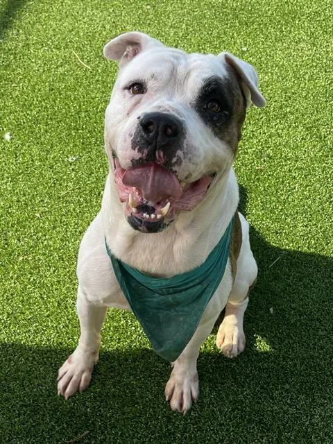 A senior large-sized male Mixed Breed dog named My Guy for adoption in Jacksonville, FL