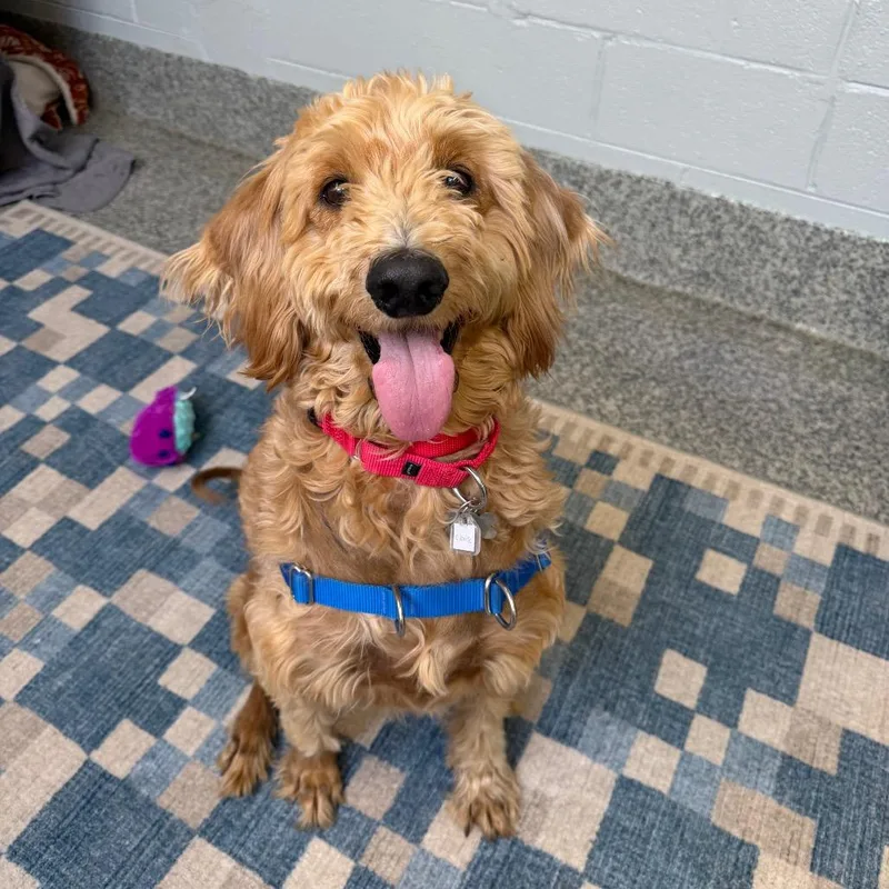 An adult medium-sized female Brown / Chocolate Poodle dog named Claire for adoption in Falls Church, VA