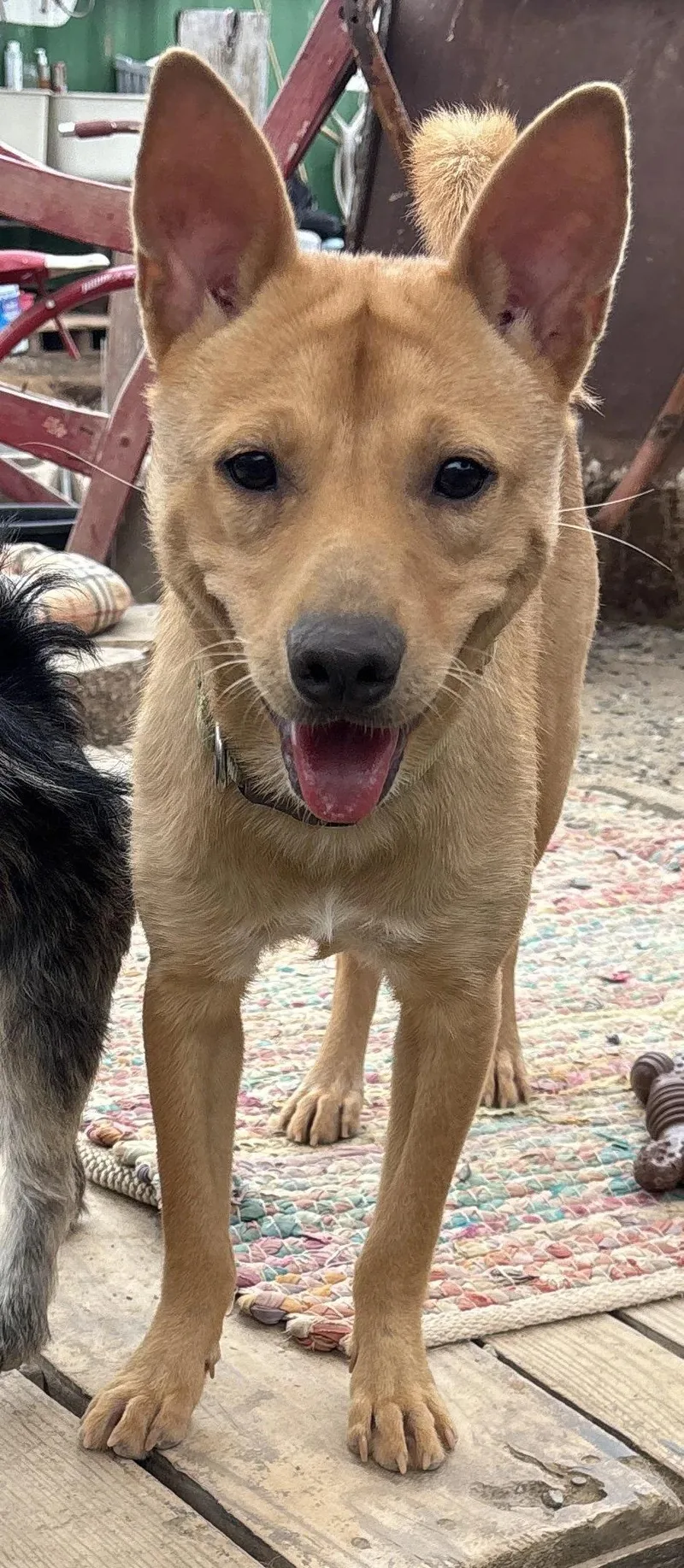 An adult small-sized male Shiba Inu dog named Martine for adoption in Oakland, CA