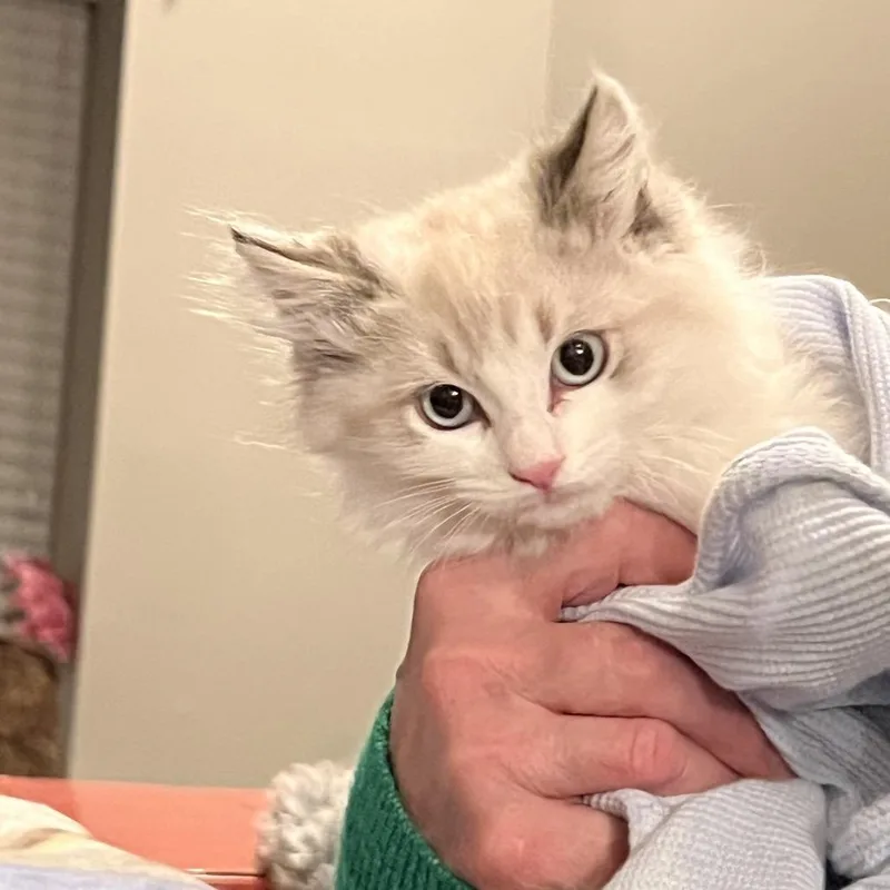 A young small-sized female Cream / Ivory Domestic Long Hair cat named Chloe for adoption in Mount Laurel, NJ