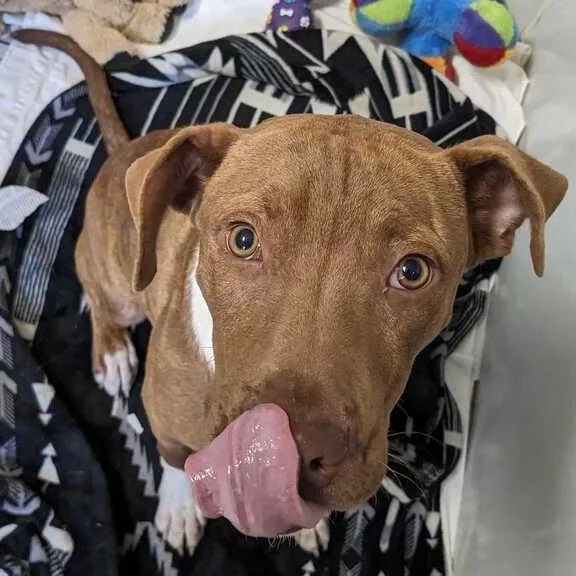 A young medium-sized male Red / Chestnut / Orange Mixed Breed dog named James PR for adoption in Union, MO