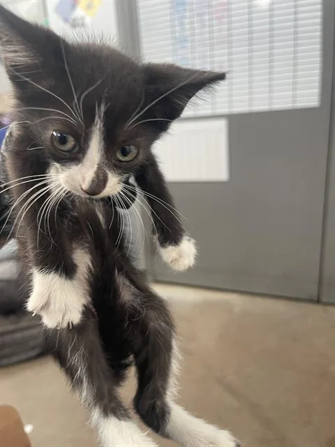 A baby medium-sized male Domestic Short Hair cat named Cheesy for adoption in Dallas, TX