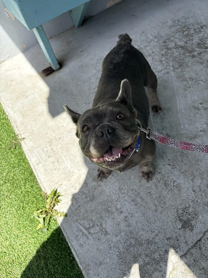 An adult medium-sized female French Bulldog dog named Sonora for adoption in Mesa, AZ