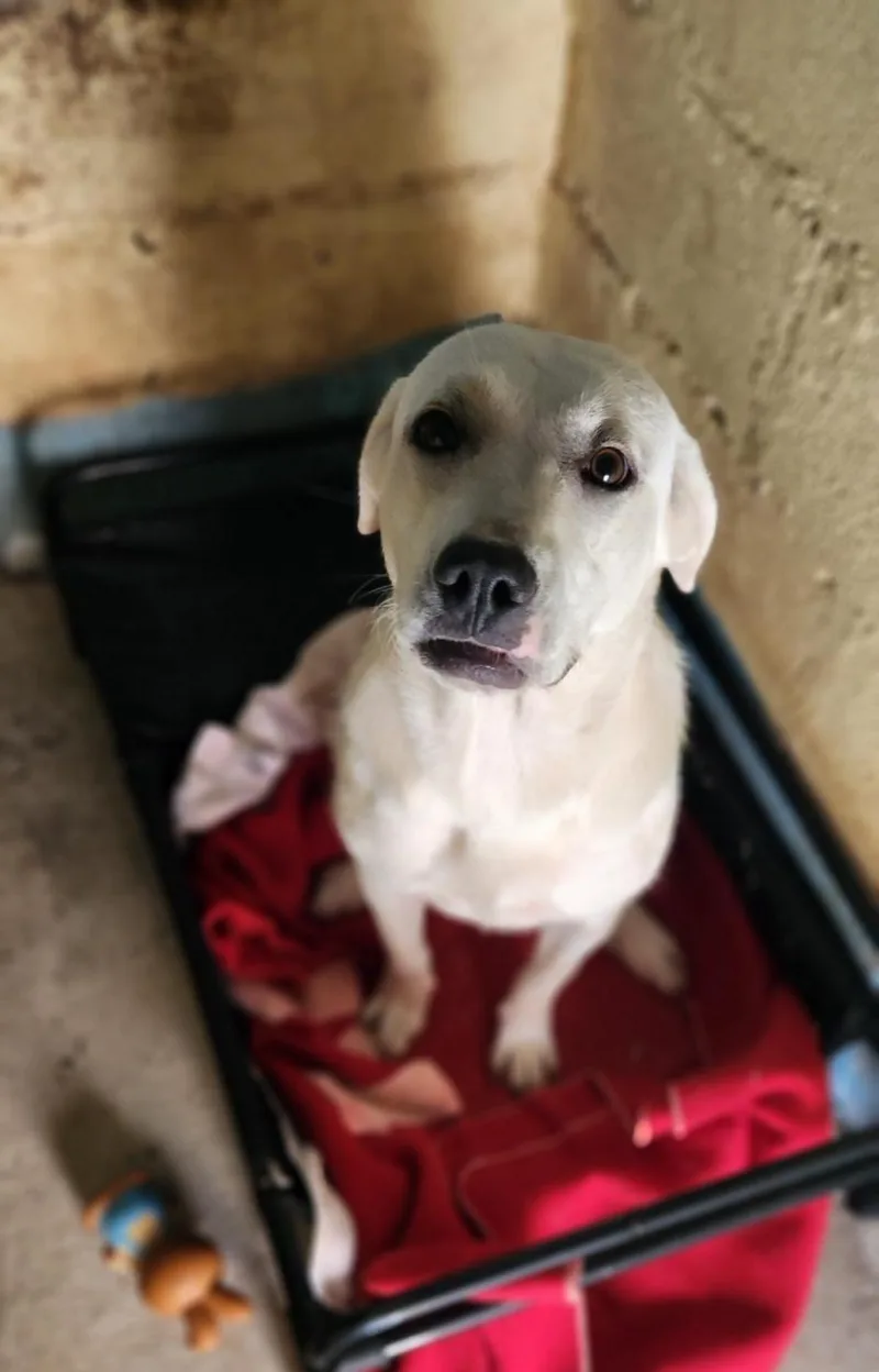 A baby large-sized female White / Cream Great Pyrenees dog named Snow White for adoption in Andover, MA