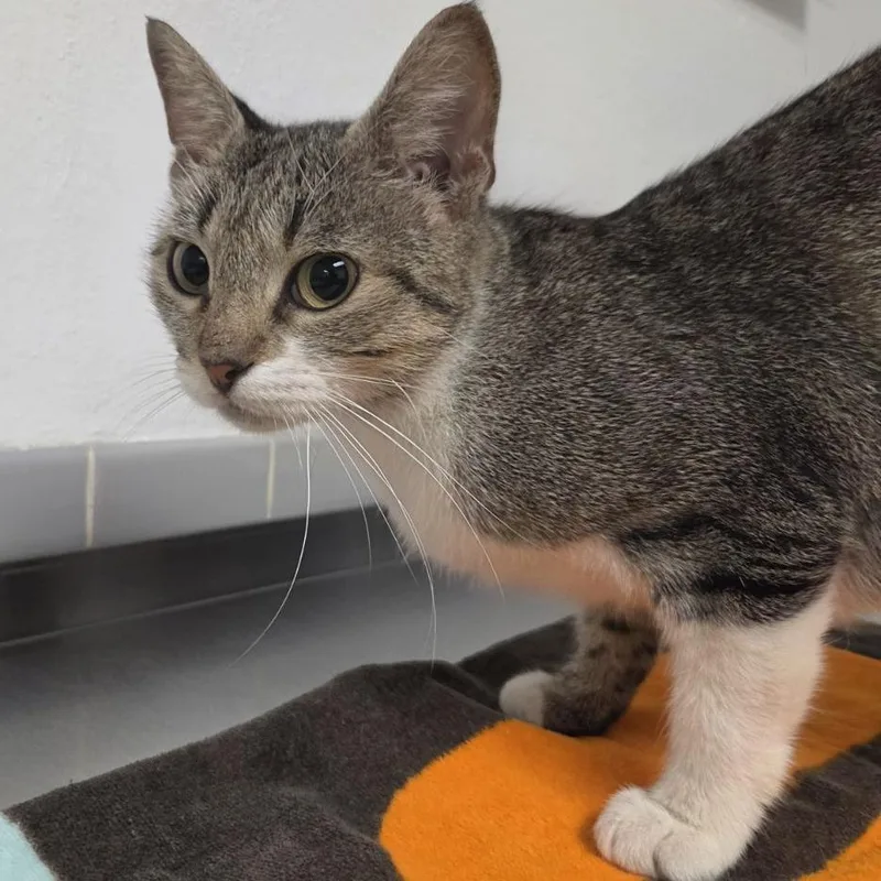 An adult medium-sized female Gray / Blue / Silver Domestic Short Hair cat named Sharpay Evans for adoption in Austin, TX