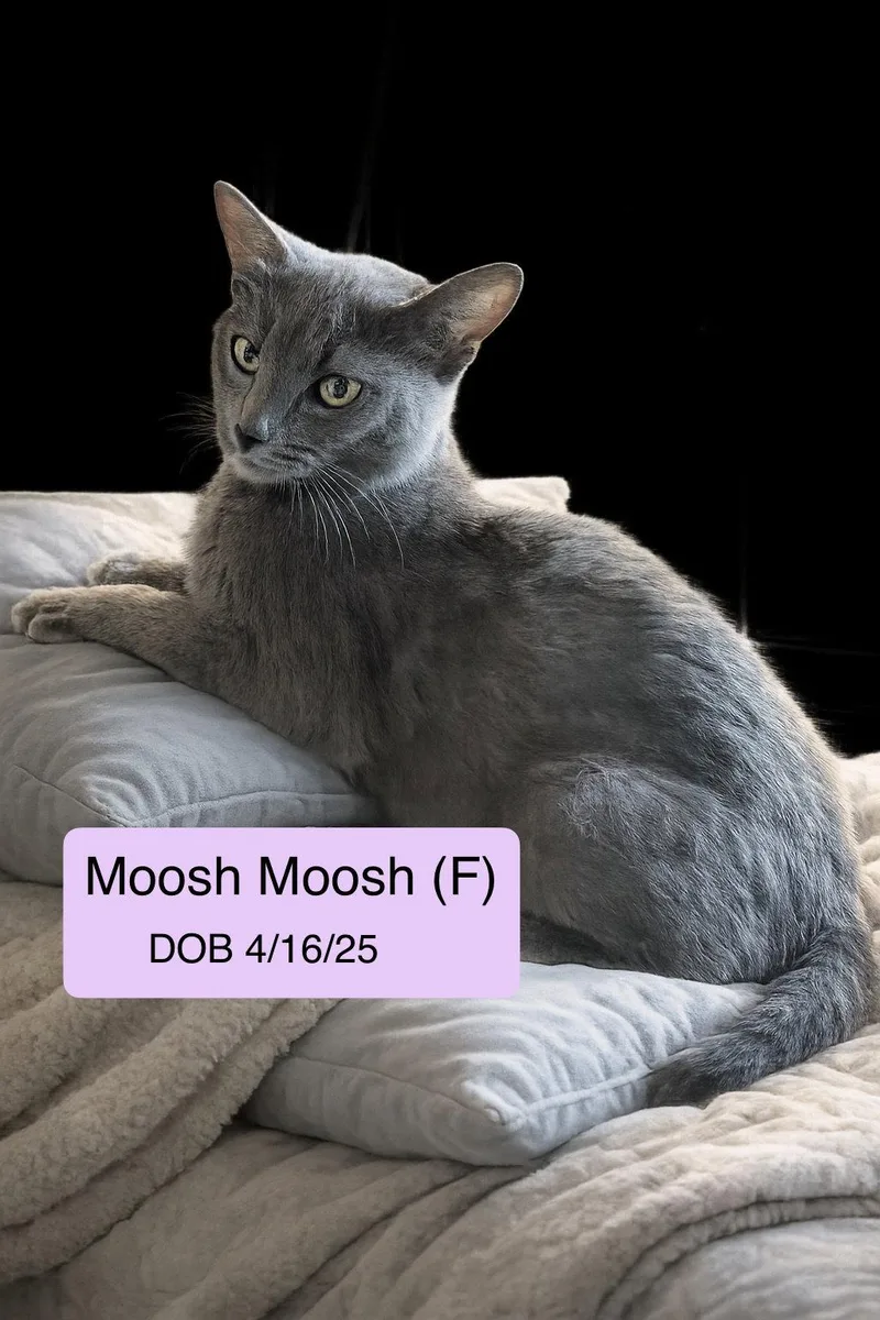 An adult medium-sized female Gray / Blue / Silver Domestic Short Hair cat named MooshMoosh for adoption in Vacaville, CA