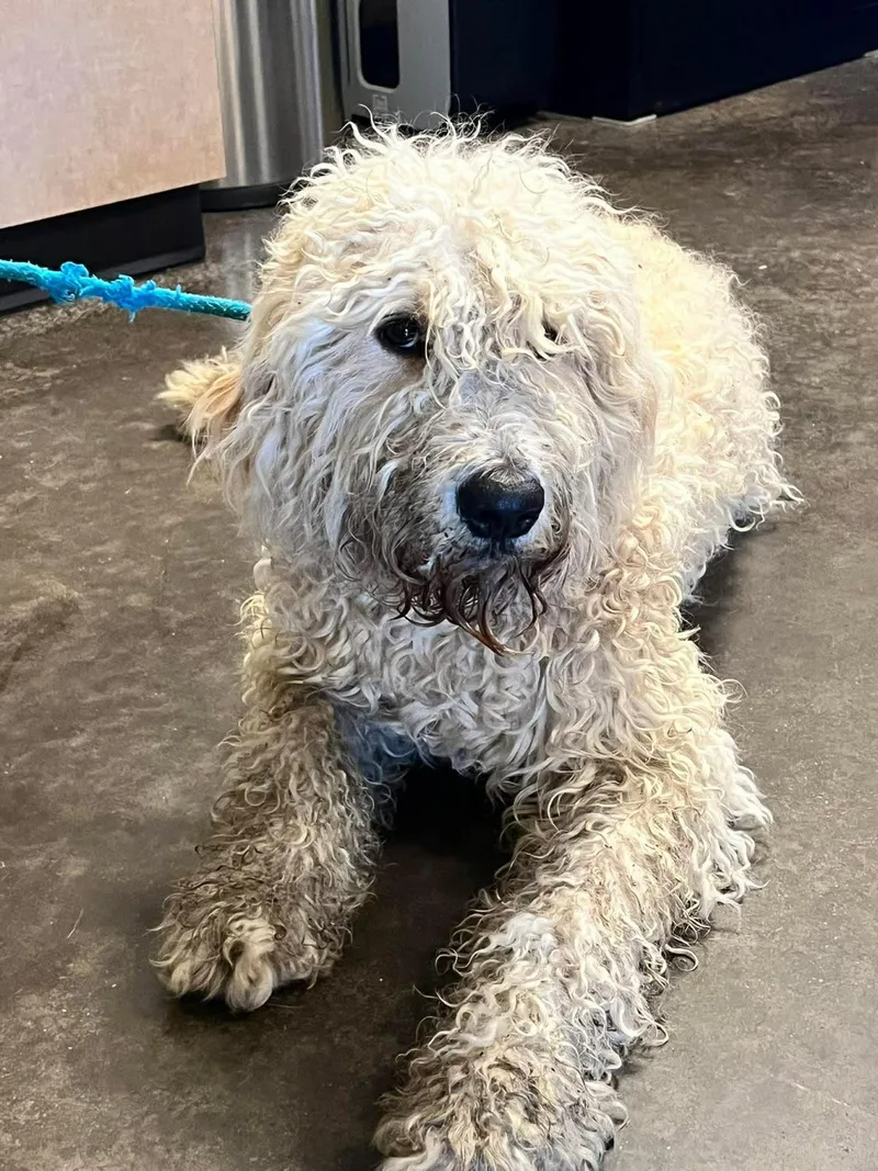 An adult medium-sized female Labrador Retriever dog named Found stray: Kiwi for adoption in Rockwall, TX