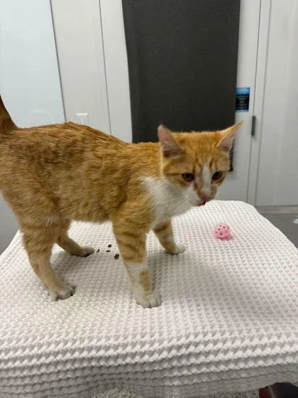 An adult medium-sized male Orange / Red Domestic Short Hair cat named Huntus for adoption in Kansas City, MO