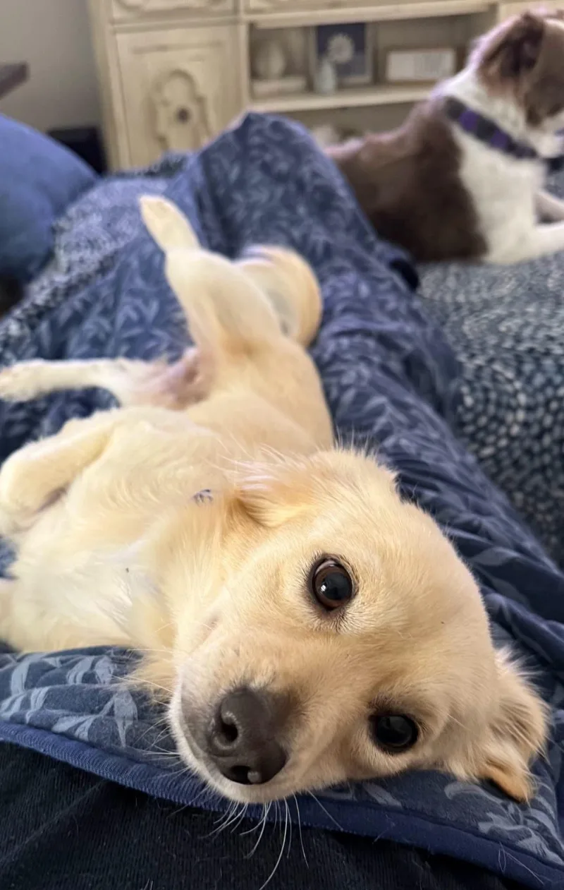 A young small-sized male Chihuahua dog named Leo for adoption in Rockwall, TX