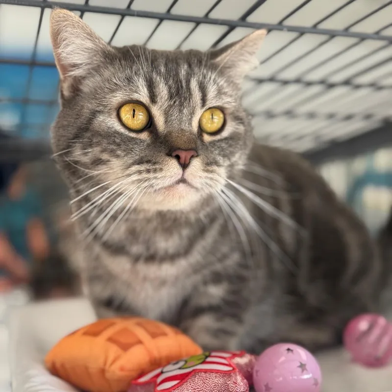 An adult medium-sized male Gray / Blue / Silver Munchkin cat named Bennett for adoption in Chesapeake, VA