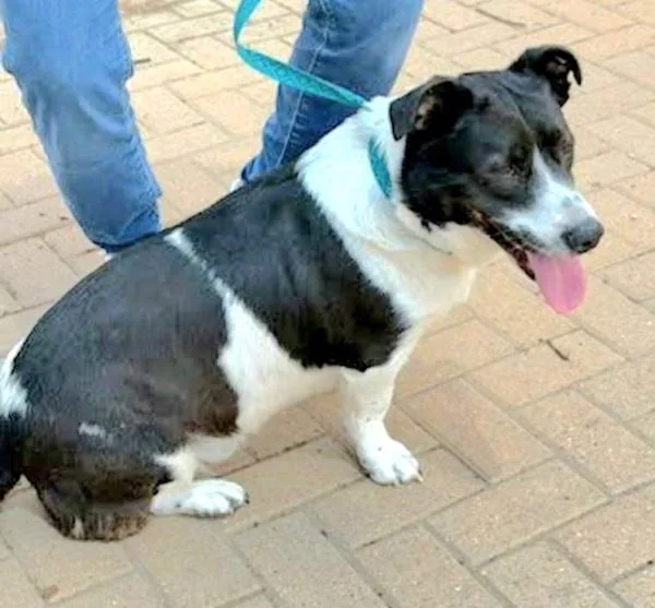 An adult medium-sized male Corgi dog named Domino for adoption in Austin, TX
