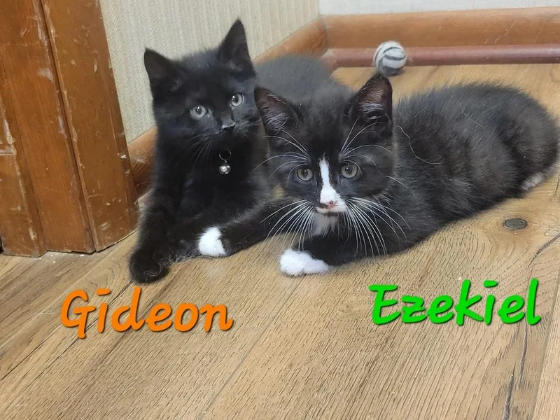 Gideon