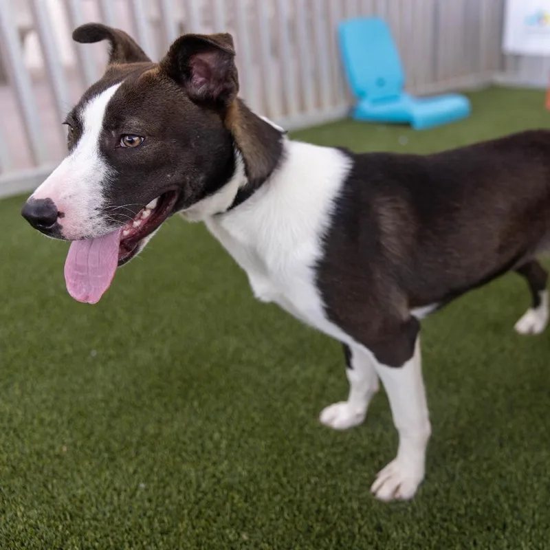 A young large-sized female Black Mixed Breed dog named Gretel for adoption in Palm Springs, CA