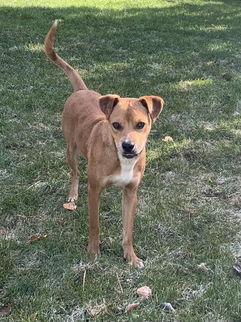 An adult medium-sized male Mixed Breed dog named Kit for adoption in Polson, MT