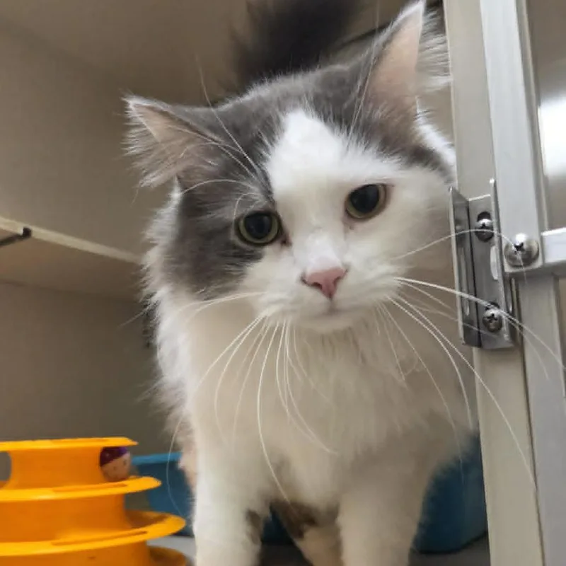 An adult large-sized male White Domestic Long Hair cat named Gus Gus for adoption in Ballston Spa, NY