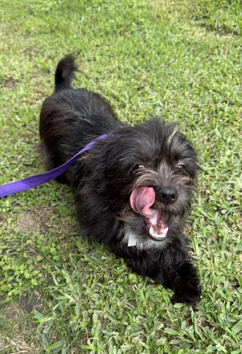 An adult small-sized male Shih Tzu dog named Capri for adoption in Louise, TX