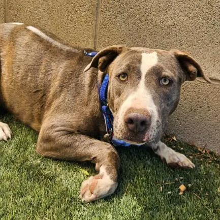A young medium-sized female Brindle Pit Bull Terrier dog named Hulket for adoption in Fort Collins, CO