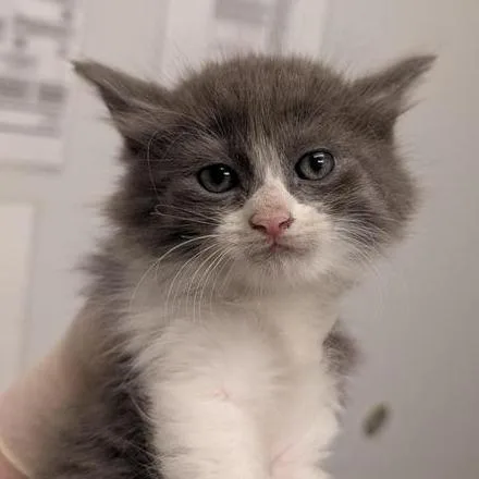 A baby small-sized female White Domestic Long Hair cat named Godzilla for adoption in Jacksonville, FL