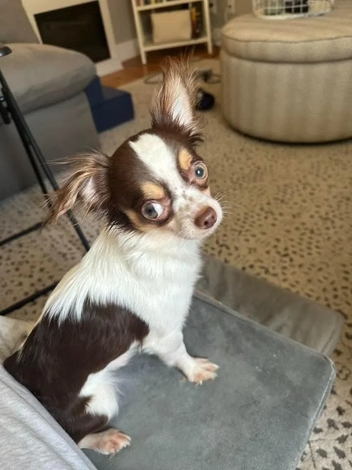 A young small-sized male Chihuahua dog named Nick $ for adoption in Milwaukee, WI
