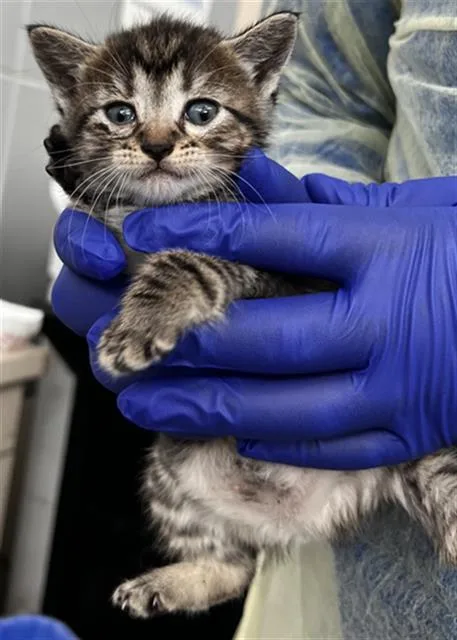 A baby medium-sized female Domestic Short Hair cat named Chevy for adoption in Dallas, TX